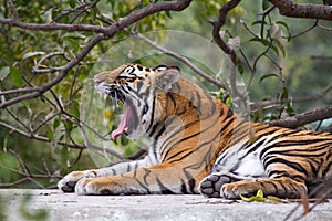 Aggressive Royal Bengal Tiger in Indian jungles