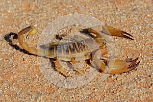 Aggressive scorpion