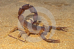 Aggressive scorpion