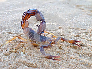 Aggressive scorpion