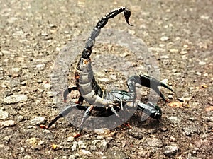 Aggressive scorpion