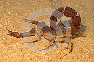 Aggressive scorpion