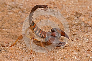 Aggressive scorpion