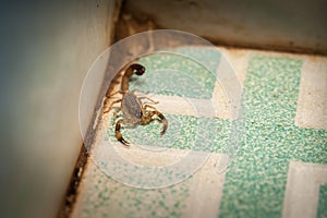 Aggressive scorpion