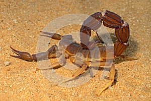 Aggressive scorpion photo