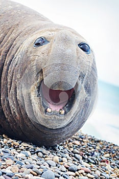 Aggressive sea elephant