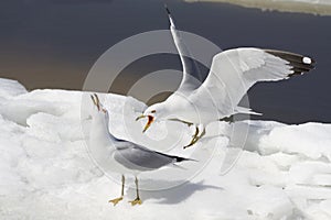 Aggressive seagulls