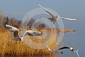 Aggressive seagulls (Larus, Larida) birds fly over the blue water to fish. Reeds and floating waterfowl in the back