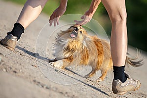 Aggressive shetland sheepdog tried to bite in hands