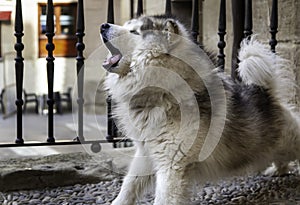 Aggressive siberian husky dog