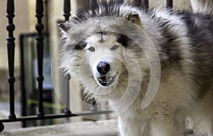 Aggressive siberian husky dog