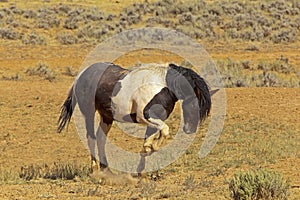 Aggressive Stallion wild mustang horse