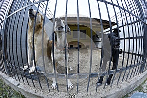 Aggressive stray dog snarling, barking behind bars in the aviary,
