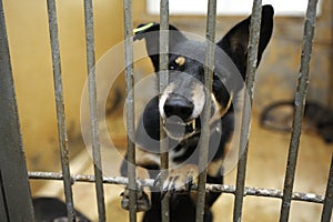 Aggressive stray dog snarling, barking behind bars in the aviary,