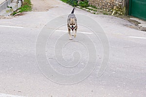 Aggressive street dog running towards victim