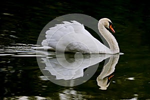Aggressive swan symmetrically reflected on lake mirror