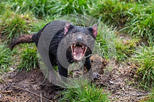 Aggressive Tasmanian devil Sarcophilus harrisii with mouth open showing teeth and tongue