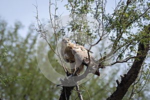 Aggressive Tawny eagle or Aquila rapax feasting on Spiny tailed lizard or Uromastyx kill in his claws perched on branch of tree