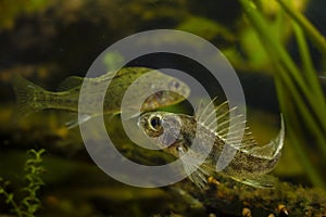 aggressive territorial attack of Eurasian ruffe, wild freshwater fish conflict behaviour, captive omnivore predator species,