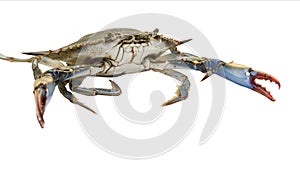 Aggressive and threatening blue crab on a white background