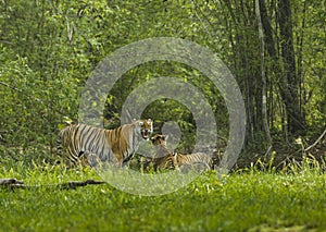 Aggressive Tigress and Cub at Tadoba Tiger reserve Maharashtra,India