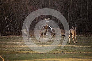 Aggressive white tail deer