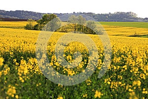 Agicultural field of with trees