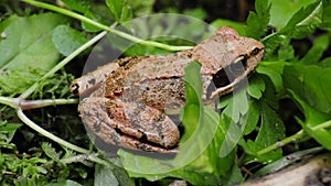 Agil frog Rana dalmatina