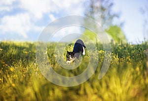 Agile beautiful cat quickly runs through the summer Sunny meadow