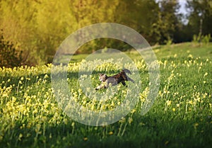 Agile beautiful striped cat runs quickly through the spring blooming Sunny meadow