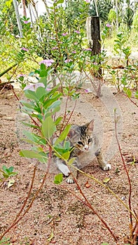 agile cats learn the movement of catching prey by ducking and running very fast