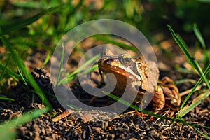 Agile frog on brown ground