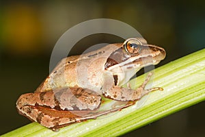 Agile Frog close-up - Rana dalma