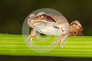 Agile Frog close-up - Rana dalma