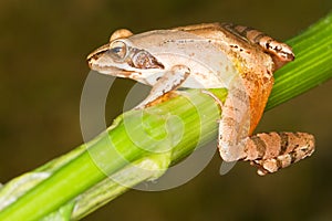 Agile Frog close-up - Rana dalma