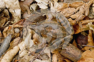 Agile Frog, Rana dalmatina mimicry in the  leaves