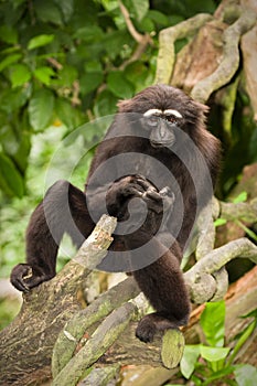 Agile gibbon