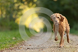 Agile Magyar Vizsla 13 years old runs in a beautiful green forest a road along in the season summer