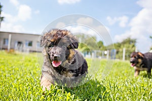 Agile puppy of german shepherd playing on the lawn