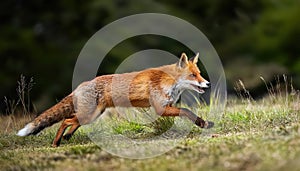 Agile Red Fox Dashing through the Forested Landscape of Normandy, Majestically Captured in MidStride with a Glistening Coat Under photo