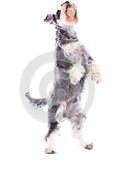 Agile schnauzer standing on his hind legs