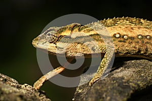 Agile and stealthy chameleon on black background