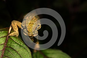 Agile and stealthy chameleon on black background
