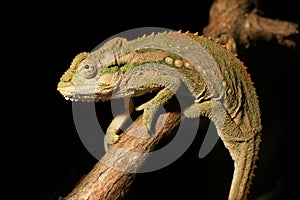 Agile and stealthy chameleon on branch