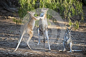 Agile wallabies fighting