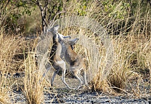 Agile wallabies fighting near a lagoon.