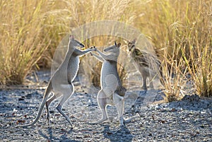 Agile wallabies fighting near a lagoon.