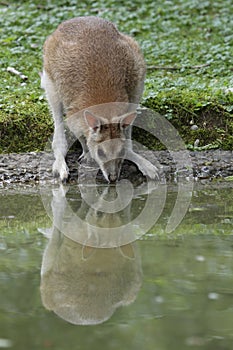 Agile wallaby photo