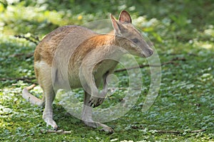 Agile wallaby photo