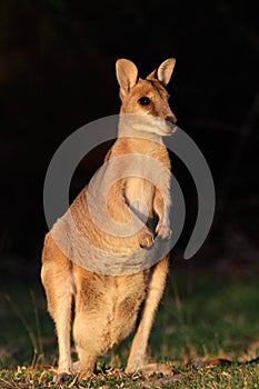 Agile Wallaby, Australia photo